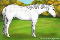 Horse Color:Plaid Bay Dun Sabino Splash
