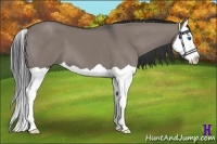 Horse Color:Grullo Splash 