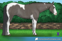 Horse Color:Grullo Sabino Splash Tobiano Rabicano