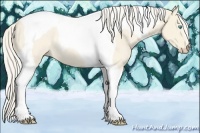 Horse Color:Cremello Tobiano Rabicano 