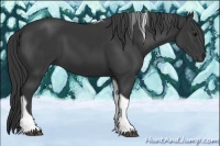 Horse Color:Black Tobiano 