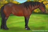 Horse Color:Bay Rabicano 