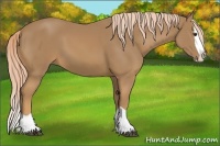 Horse Color:Palomino Splash 