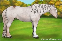 Horse Color:Chestnut Appaloosa 