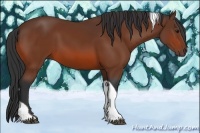 Horse Color:Bay Tobiano 