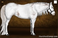 Horse Color:White Spotted Silver Bay Splash 