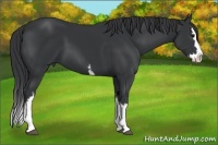 Horse Color:White Spotted Black Splash