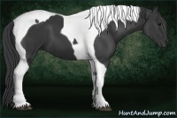 Horse Color:Black Tobiano 