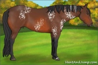 Horse Color:White Spotted Bay 