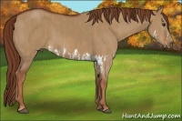 Horse Color:Red Dun Splash Brindle