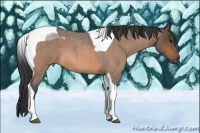 Horse Color:Buckskin Roan Tobiano