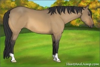 Horse Color:Buckskin Dun 