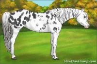 Horse Color:Blue Roan Appaloosa  Brindle