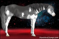 Horse Color:Black Splash 