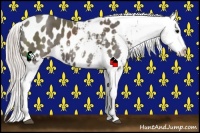Horse Color:Silver Black Appaloosa 