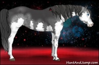 Horse Color:Black Splash 