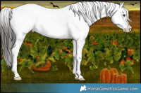 Horse Color:Liver Chestnut Appaloosa