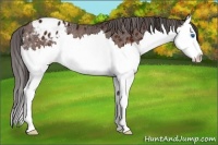 Horse Color:Brown Ice Splash Appaloosa Rabicano