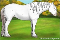 Horse Color:Brown Appaloosa