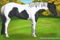 Horse Color:Black Tobiano 