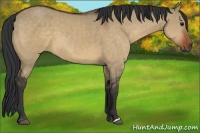 Horse Color:Bay Dun 