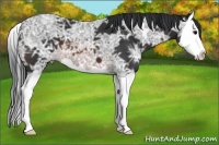Horse Color:Brown Ice Splash