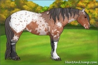 Horse Color:Brown Ice Appaloosa