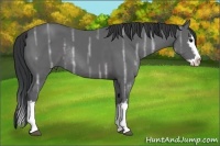 Horse Color:White Spotted Black Ice Splash Rabicano 