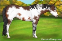 Horse Color:Bay Sabino Frame 