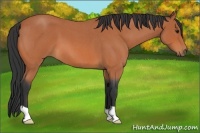 Horse Color:Bay Roan 