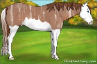 Horse Color:Chestnut Ice Splash
