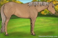 Horse Color:Palomino 
