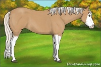 Horse Color:Silver Buckskin Roan Splash