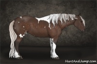 Horse Color:White Spotted Silver Brown Tobiano Rabicano 