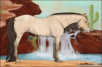 Horse Color:Amber Champagne Roan 