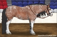 Horse Color:Bay Ice Sabino 