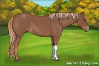 Horse Color:Red Roan 