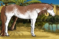 Horse Color:White Spotted Chestnut
