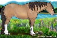 Horse Color:Amber Champagne 