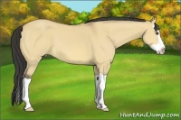 Horse Color:Buckskin Dun Splash 
