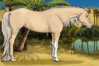 Horse Color:Gold Cream Champagne 