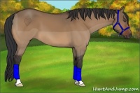 Horse Color:Bay Dun