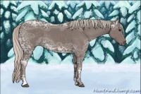 Horse Color:Silver Black Ice Sabino 