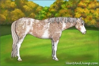 Horse Color:White Spotted Silver Bay Ice Sabino 