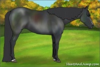Horse Color:Black Sabino