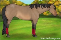 Horse Color:Bay Roan Dun 