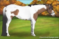 Horse Color:Buckskin Tobiano Frame 