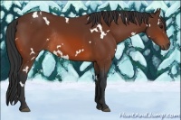 Horse Color:White Spotted Bay Rabicano