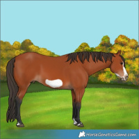 Horse Color:Bay Splash Frame  Brindle