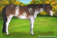 Horse Color:White Spotted Brown Sabino 